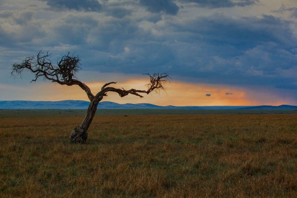サファリで何を着るか