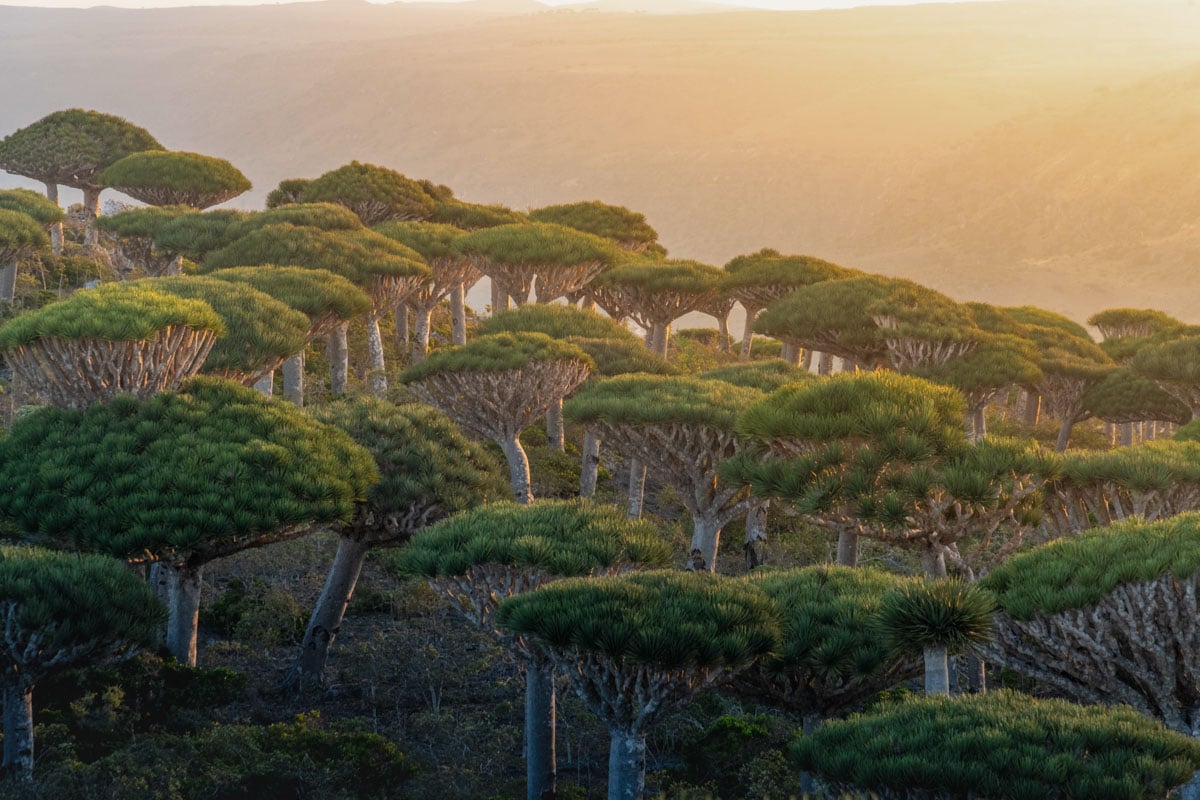 ソコトラ、イエメンの最初のタイマーのための12の最高のアトラクションと体験