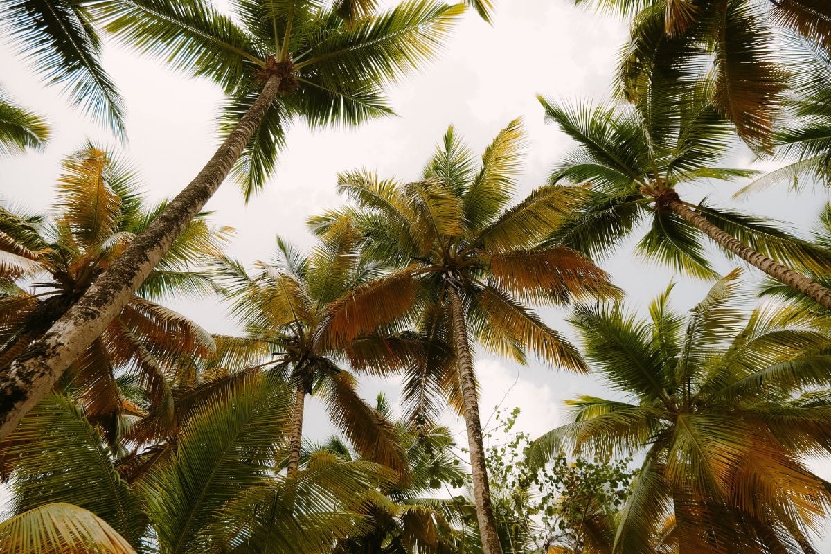 2025年にドミニカ共和国に飛ぶ10の偉大な航空会社