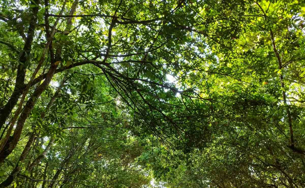 スリナムで見るべき12の壮大で美しいスポット