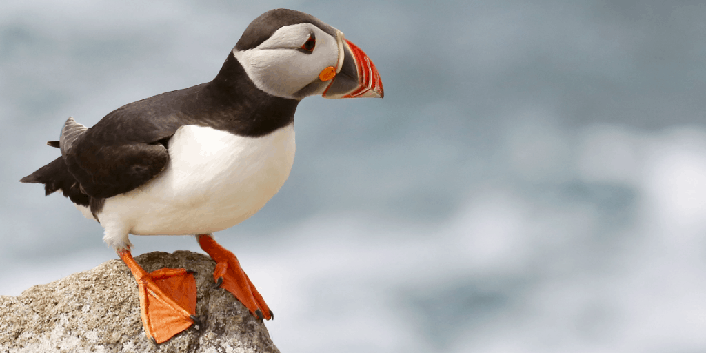 6ベストフェロー諸島ツアー（ツェリ、滝など！）