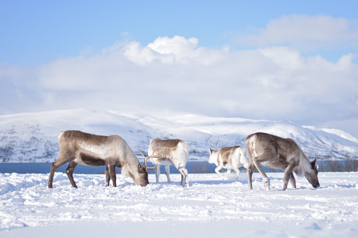 トロムソでの4つの最高のサミエクスペリエンス（トナカイ、オーロラなど！）