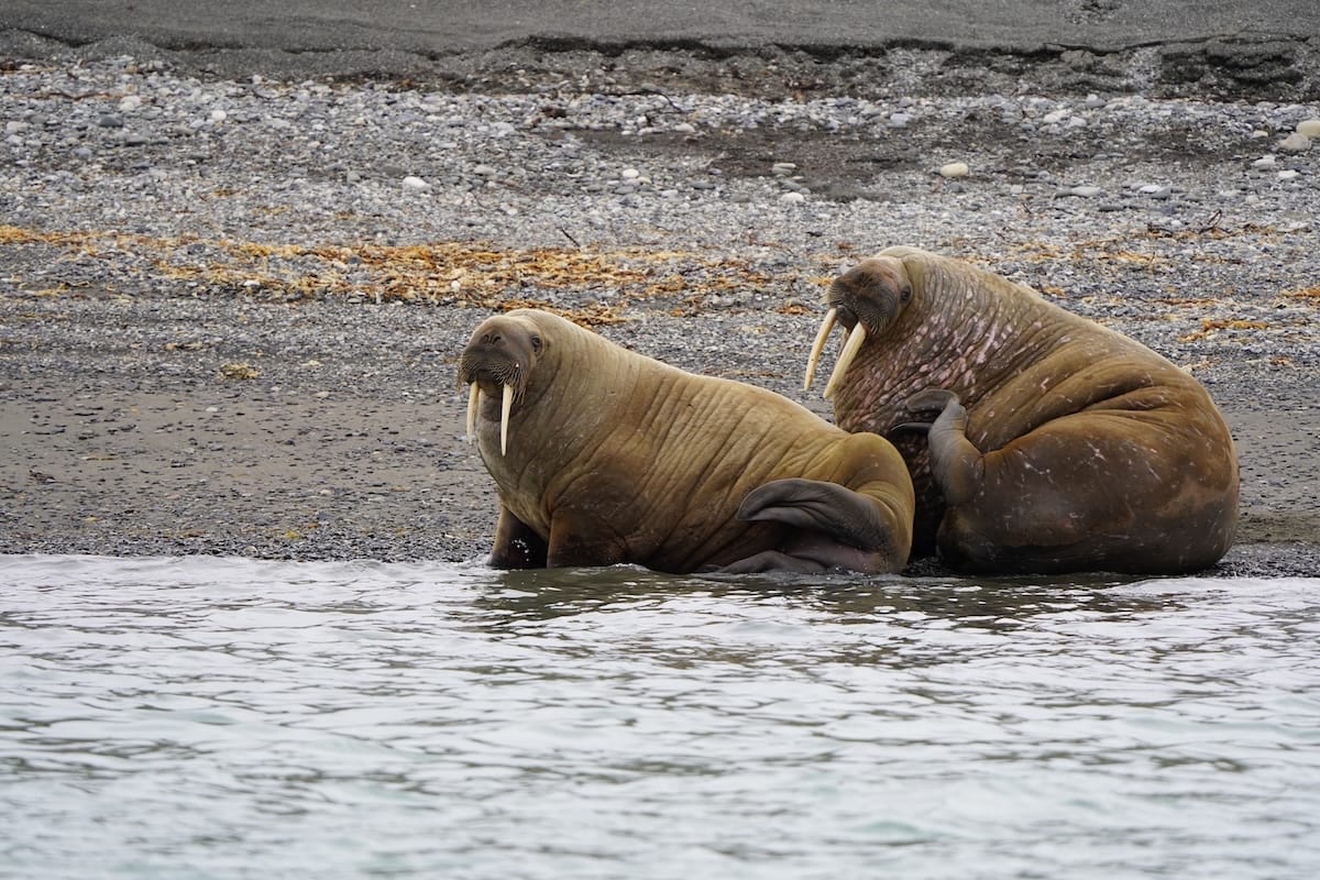 Svalbard Walrus Safari：何を期待するか、FAQ、および予約方法
