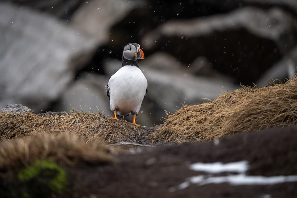 Hornøya（Vardø）でのツェーフィンを見るための完全なガイド