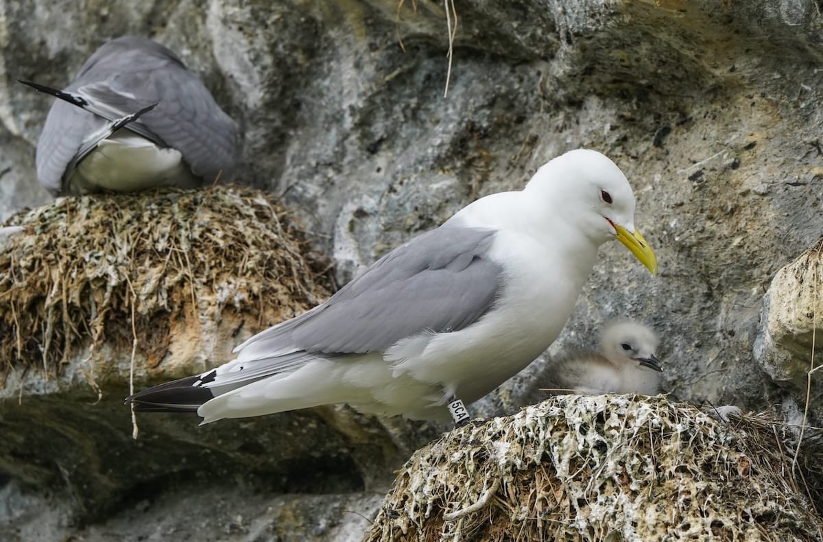 ノルウェーの絶滅危ed種の黒脚のキッティウェイク(Krykkje)を知る