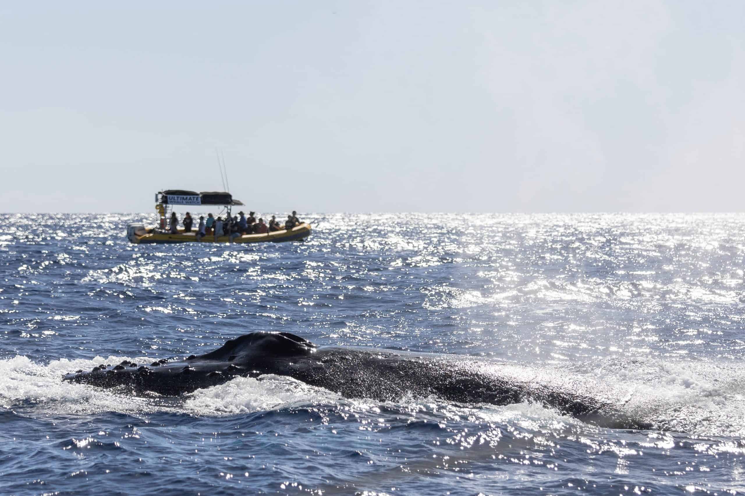 マウイは良い家族の休暇スポットですか？