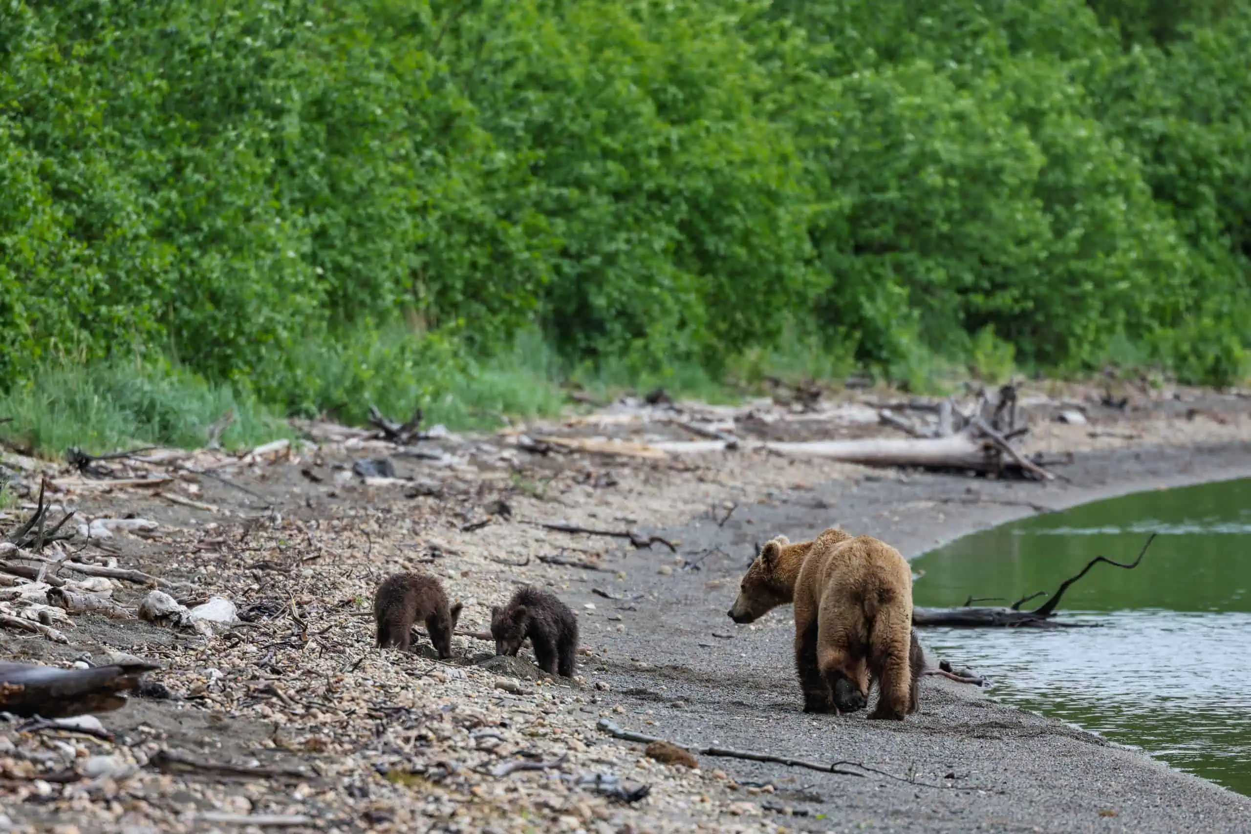 アラスカ州ブルックスキャンプでのキャンプについて知っておくべきことはすべて(カトマイ国立公園)