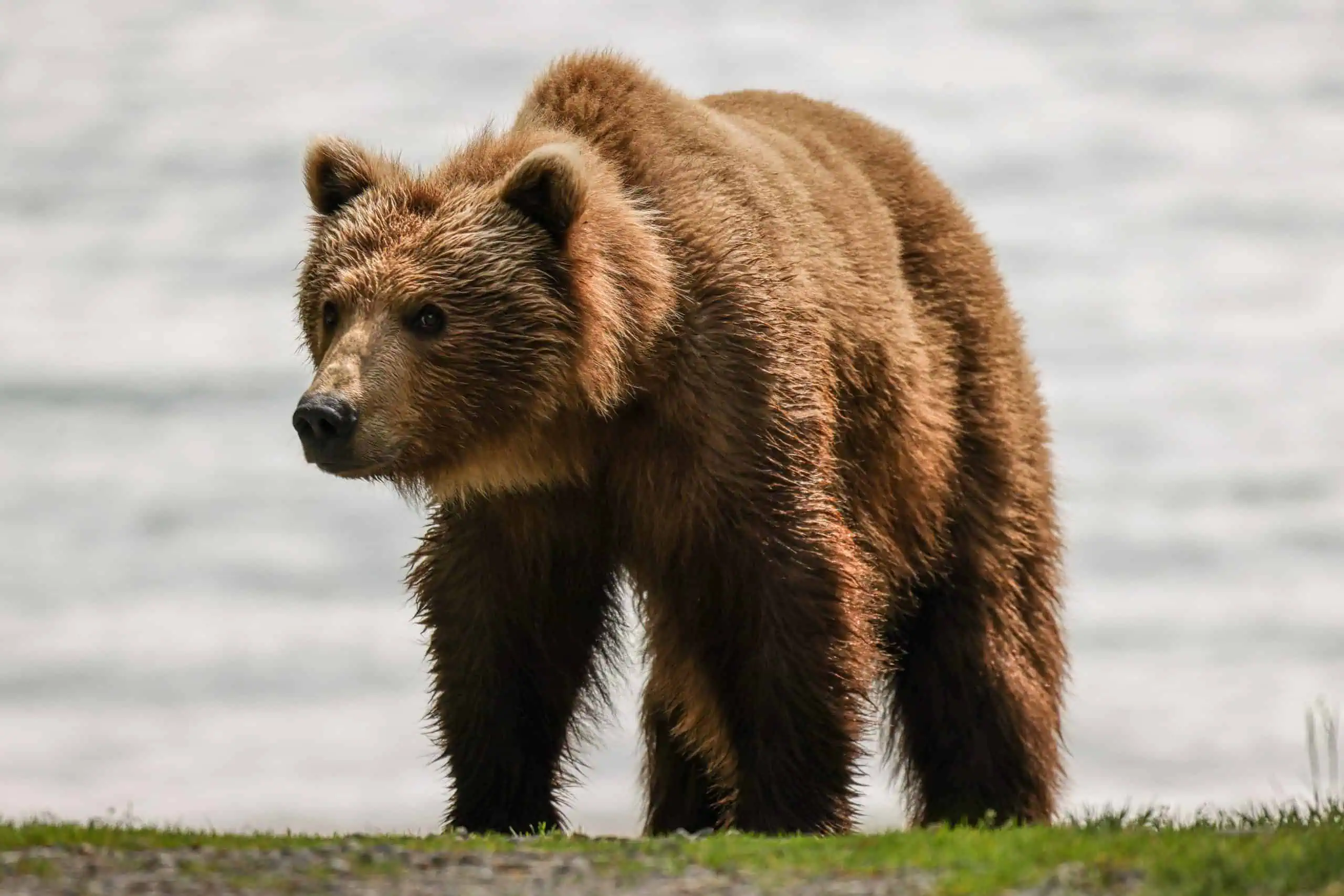 Katmai国立公園のパッキングリスト：何を持参するか（そして家で何を去るか）