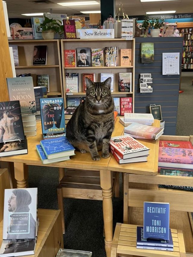 すべての本愛好家が訪れるべきカナダの最も注目すべき書店