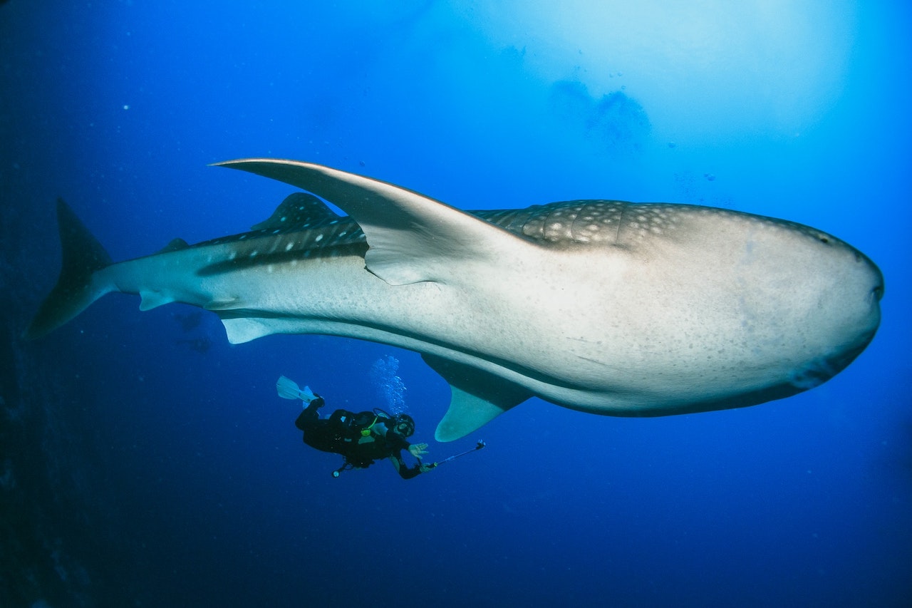 世界中のトップ20のダイビングサイト