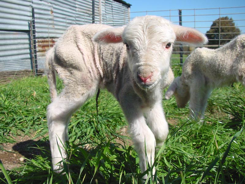 Crookwell Travel Guide