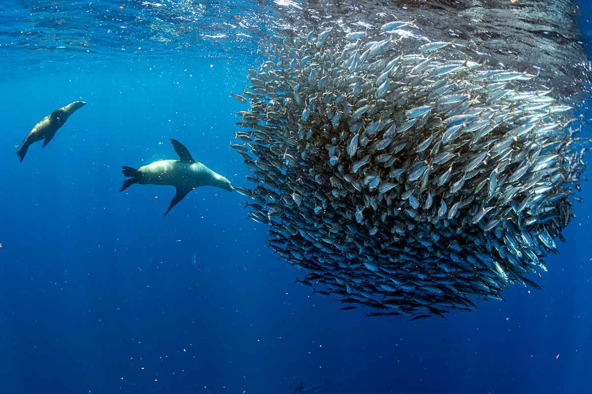 南アフリカでダイビングするための壮大な場所