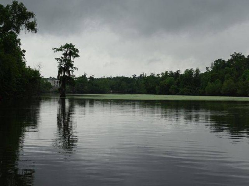 ニューオーリンズでの究極の沼地ツアー