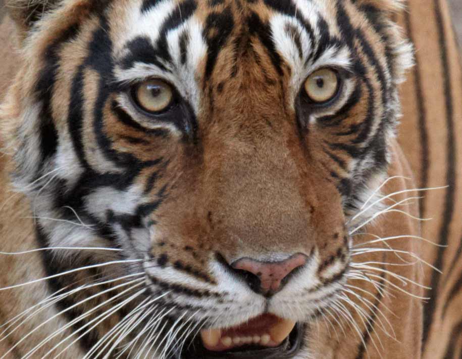 世界には何頭のトラが残っているのでしょうか？答えはあなたに衝撃を与えるでしょう