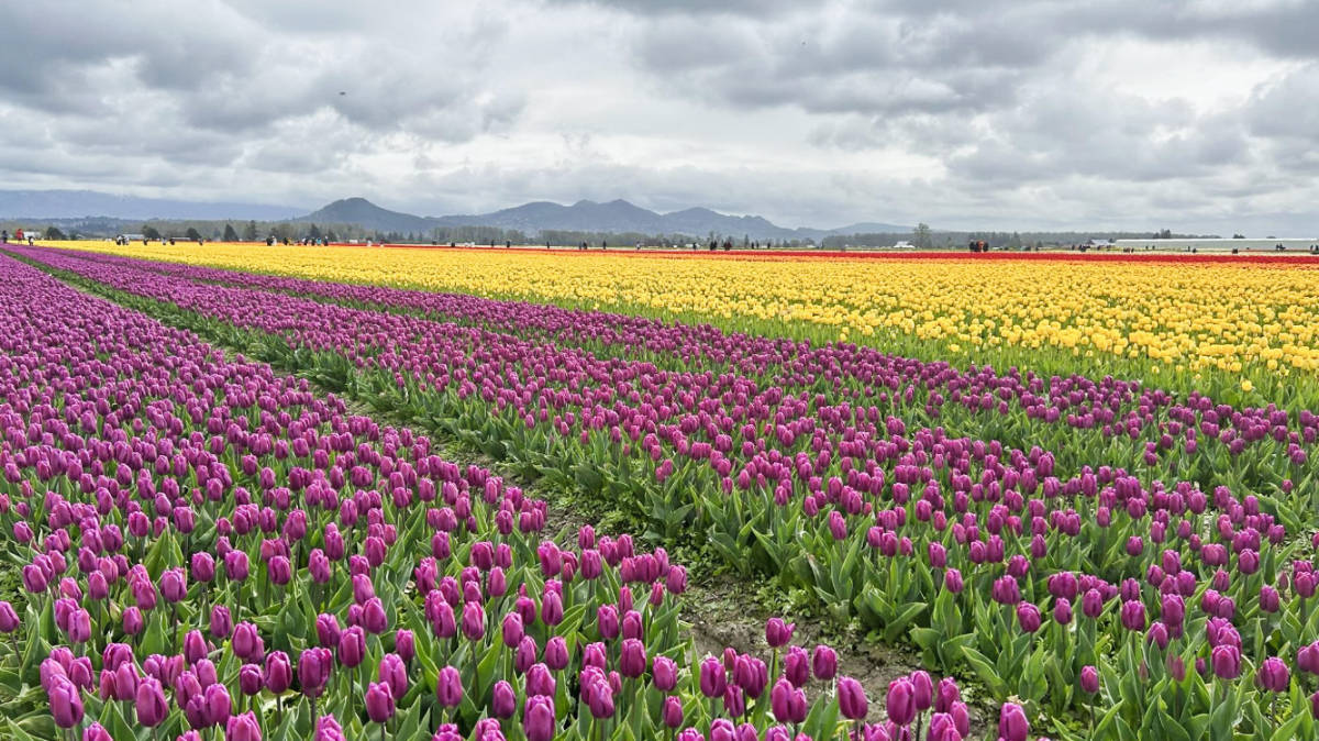23ワシントン州の旅行のヒント（地元の）