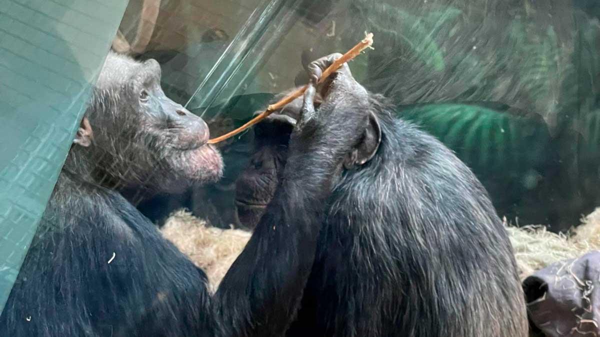 リンカーンパーク動物園(地元の究極のガイド)