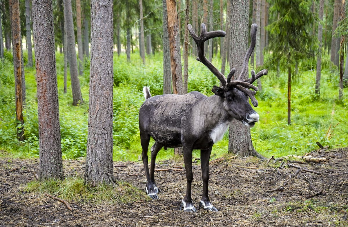 夏にロバニエミトナカイファームを訪問する方法