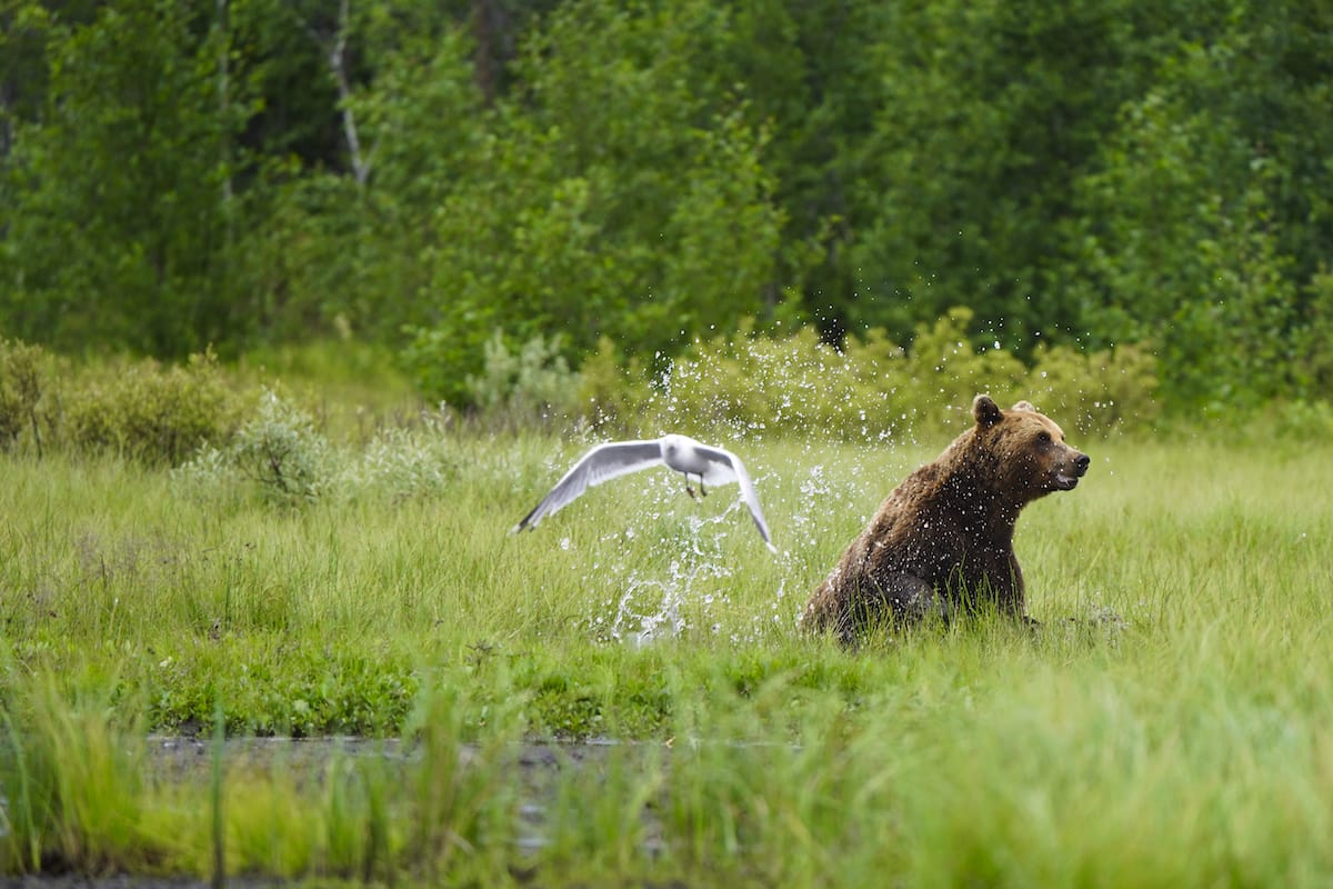 2025年夏にRovaniemiを訪れる12の理由（+真夜中の太陽の先端！）