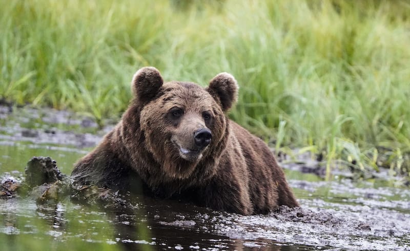 クウサモでのクマウォッチング：最高のツアー +何を期待するか