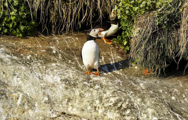 Nuukからのツアーを見る壮大なPuffinを予約する方法（+梱包対象）