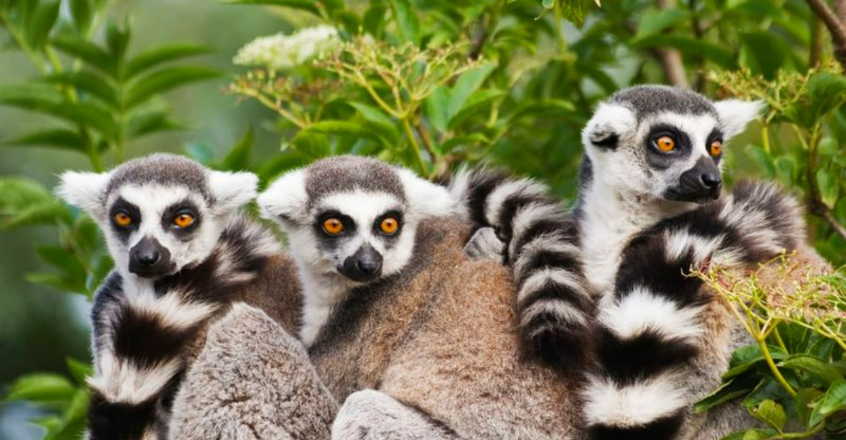 マダガスカルがあなたの旅行バケットリストに載るべき17の理由