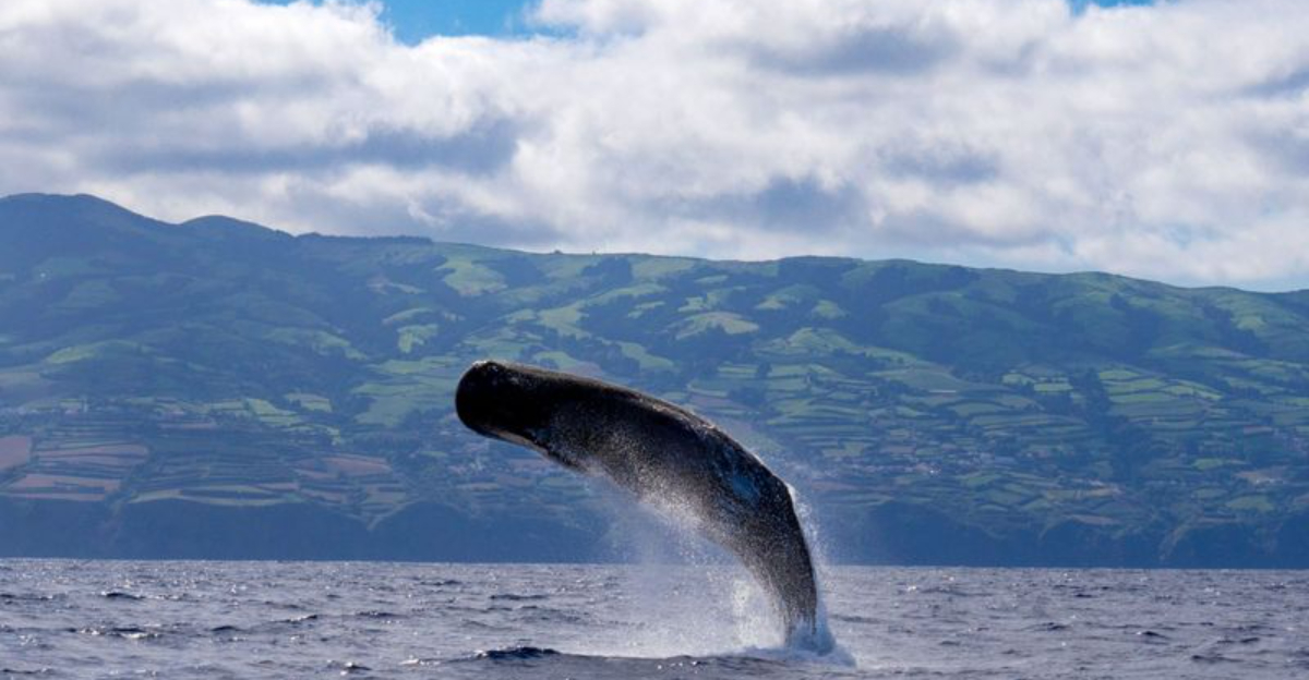 ヨーロッパで唯一の茶園の家、発見されるのを待っている手入れの行き届いた秘密