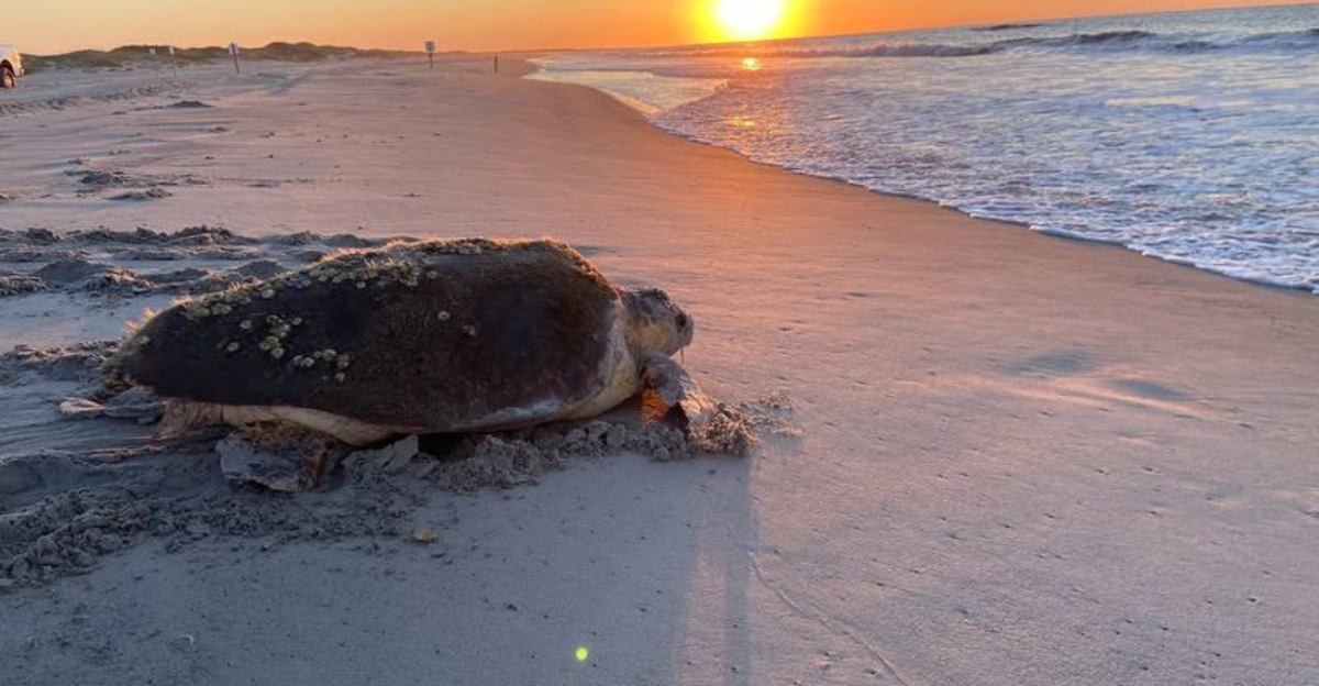 米国で最も汚れた10のビーチシティと、最もきれいな10の都市がランク付けされています