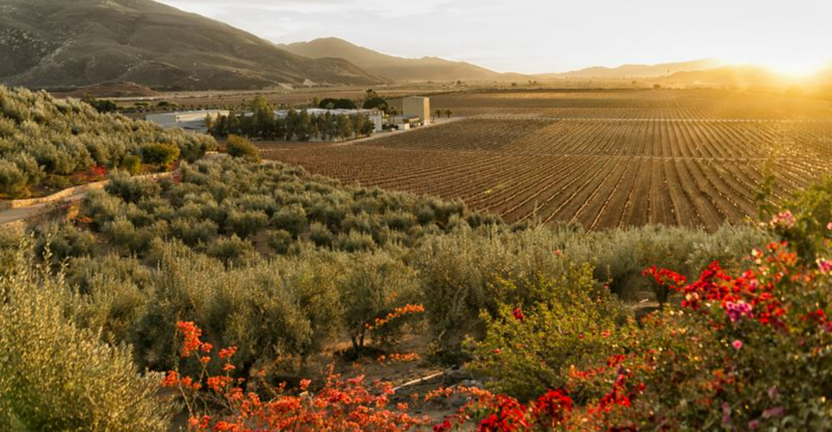 メキシコのエンセナダでやるべき12のこと
