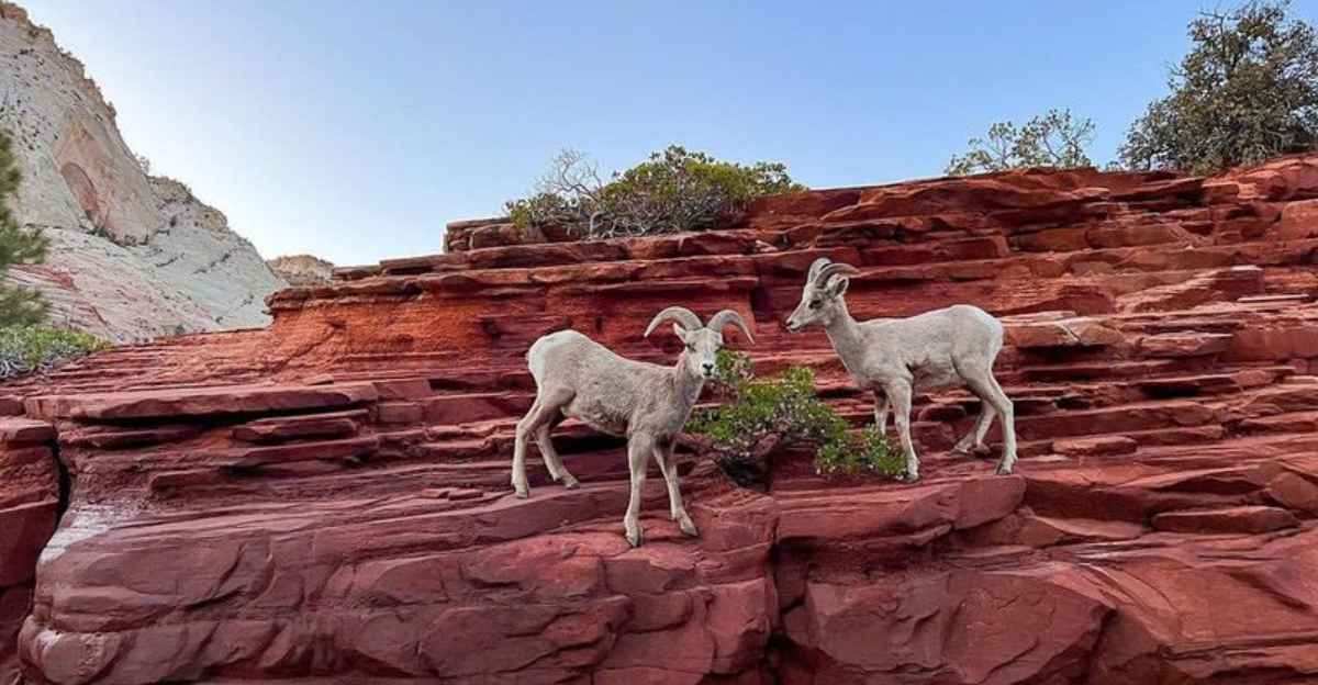 忘れられない野生生物の出会いのためのアメリカの最高の国立公園を安全に保ち、探索する方法