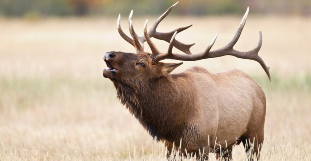 アメリカで野生生物を見るのに最適な最高の15の場所