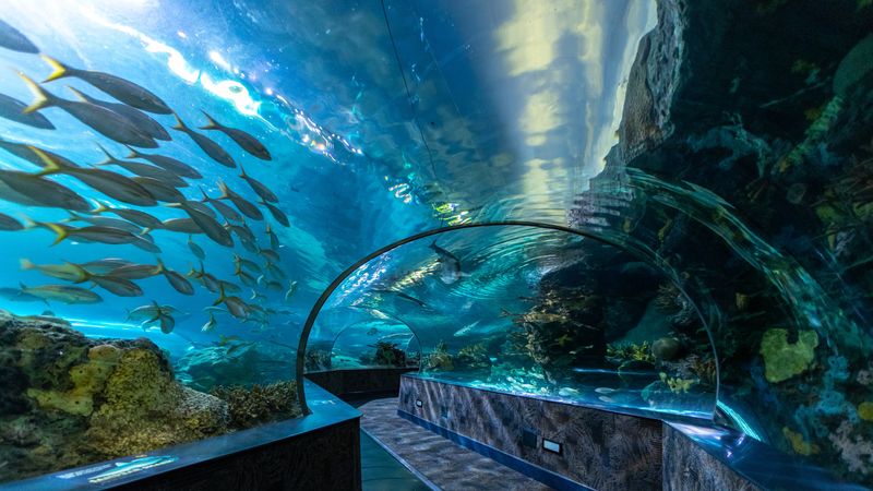 レビューによると、アメリカで17の最高の水族館