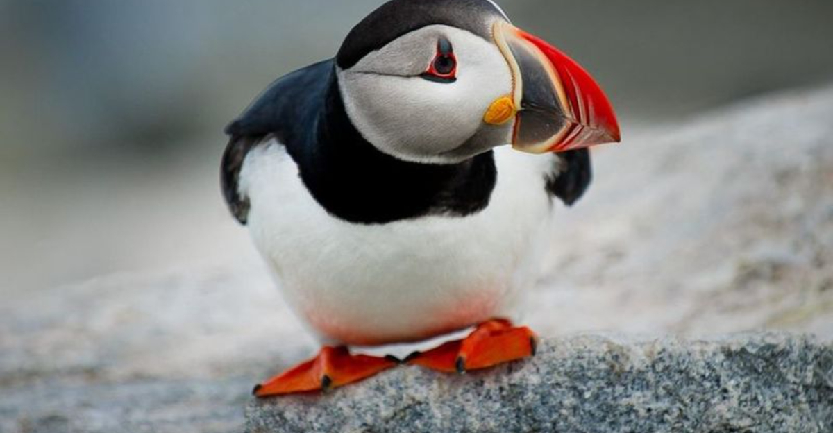 あなたが自然の見方を変える24の野生の出会い