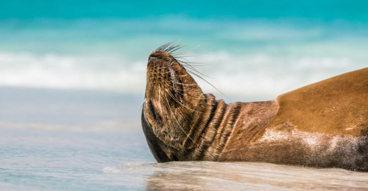 これまで以上に近づく：訪問者を歓迎する25の野生生物聖域
