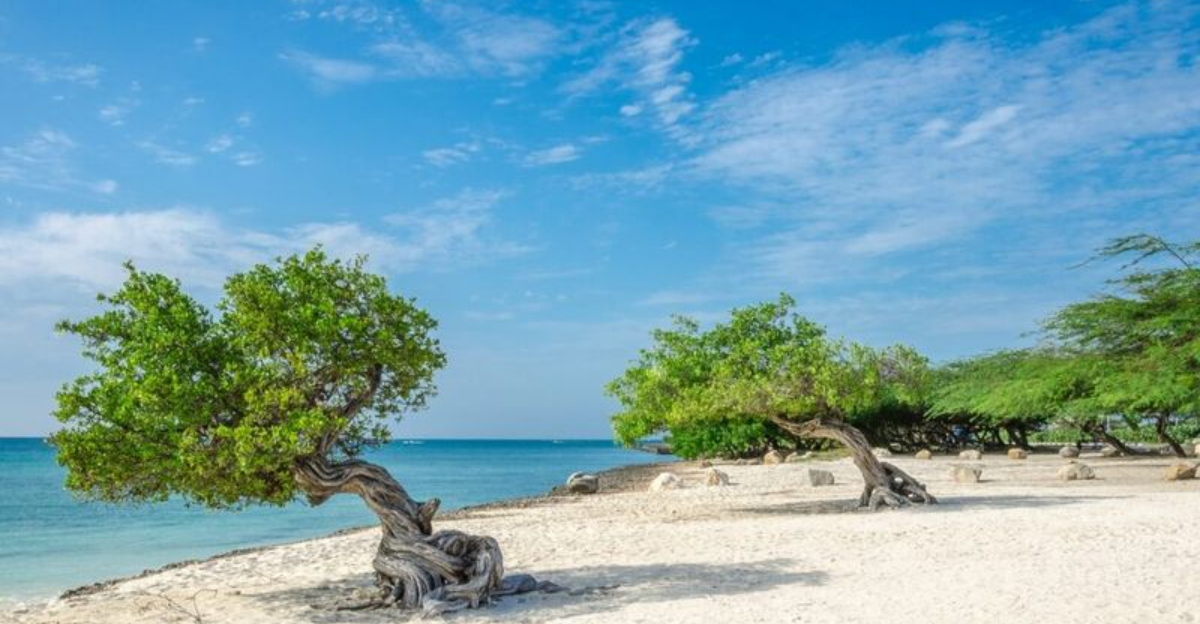 詐欺が一般的な11カリブ海諸島+11より安全な代替