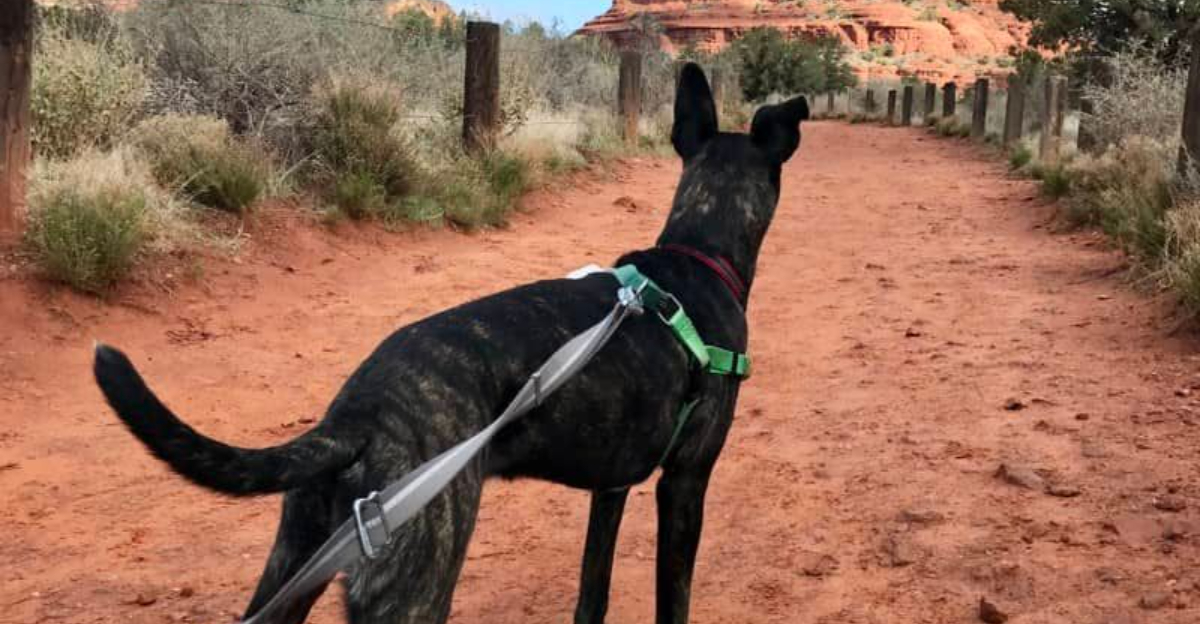 12ペットフレンドリーな記念日が逃げ出し、fidoが歓迎されます