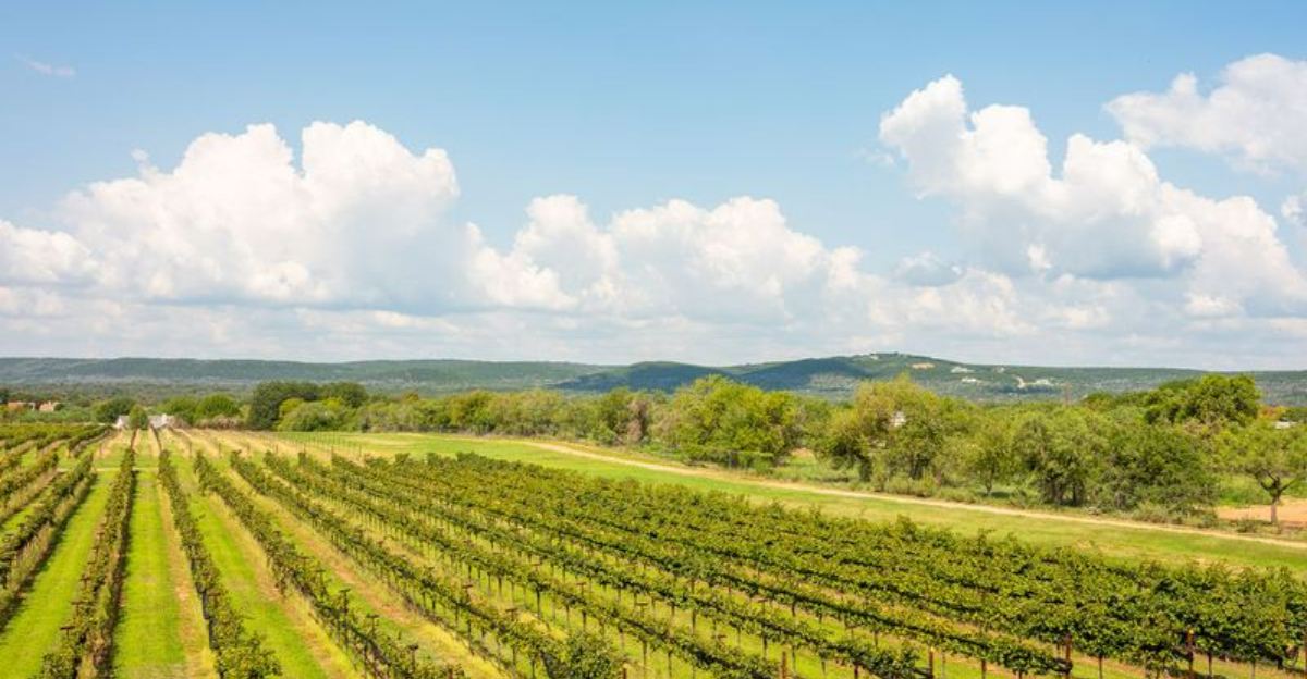 2025年の12のワインカントリーメモリアルデイウィークエンドツアー