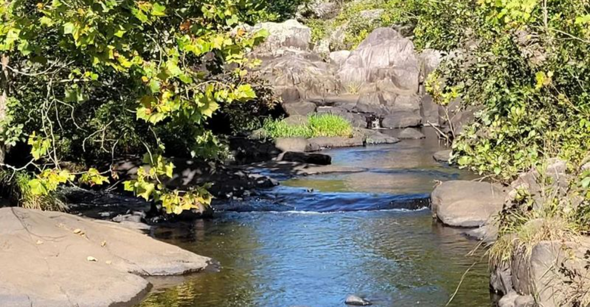 13スネークビットが一般的な州 +ハイカー向けの4つの安全のヒント