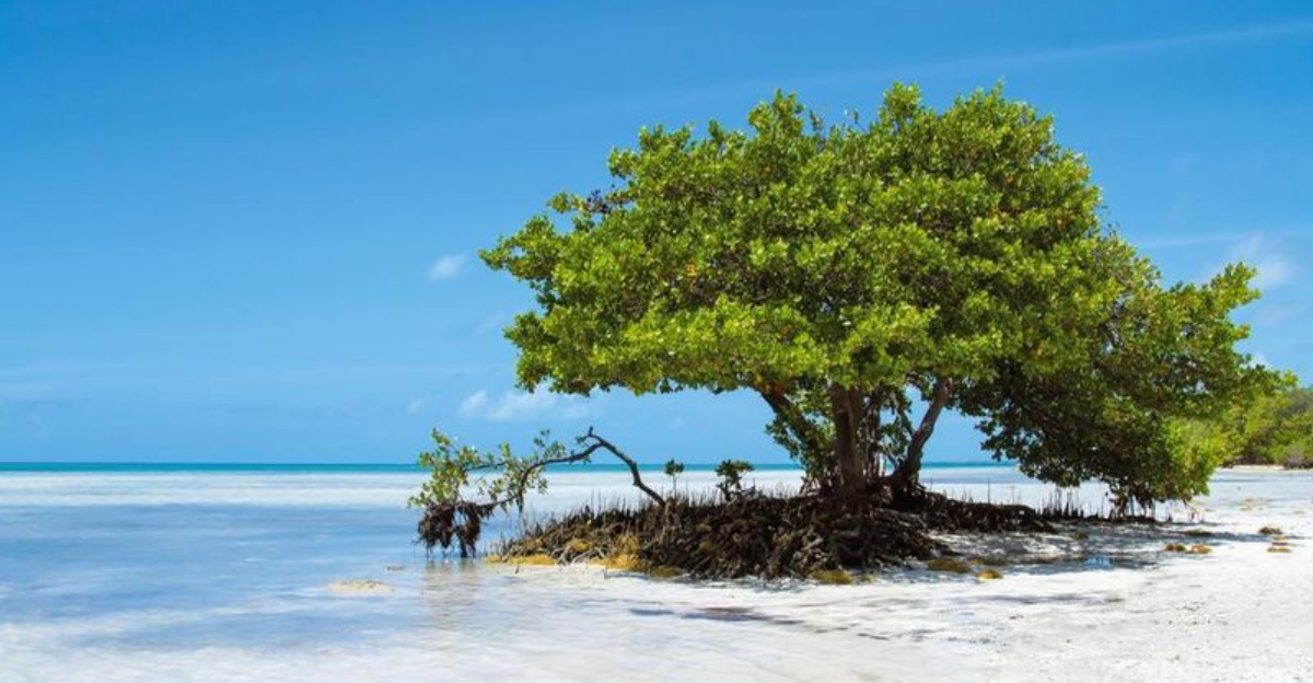 カリブ海からまっすぐ見えるフロリダのビーチ +私がそこに着いたときに平らになった2つ