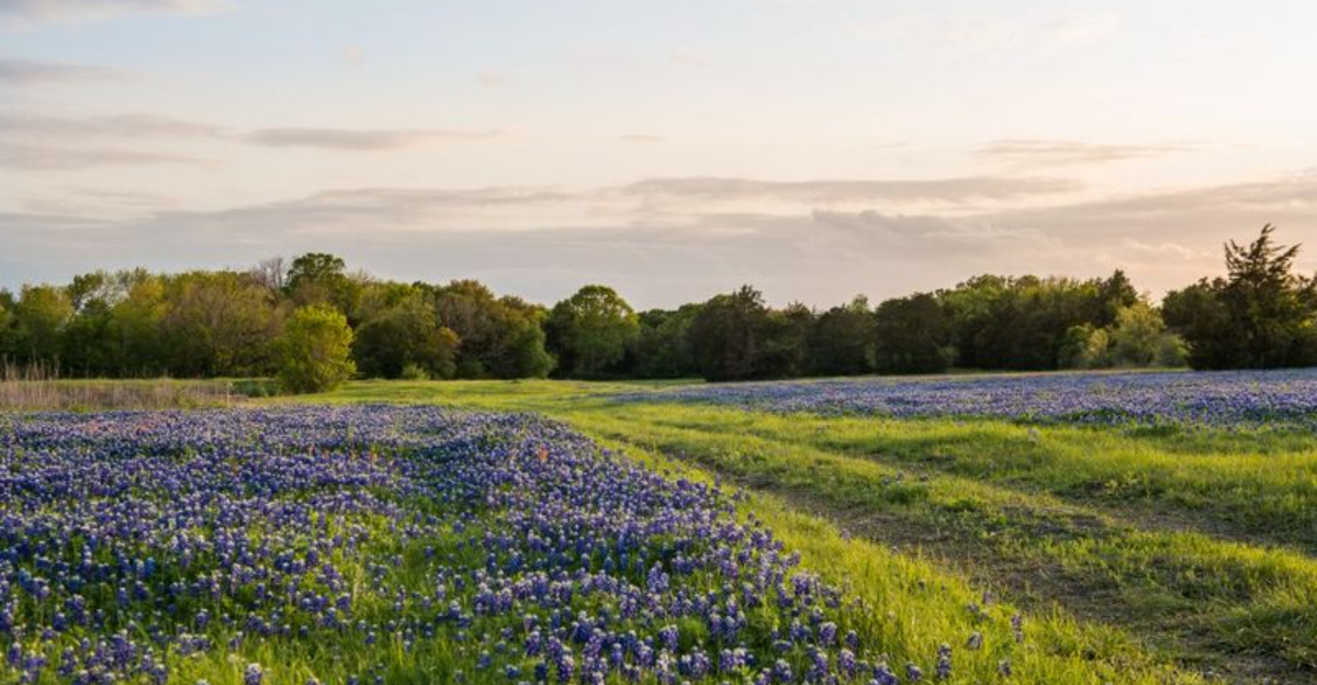 予算内でテキサスでのロマンチックな休暇