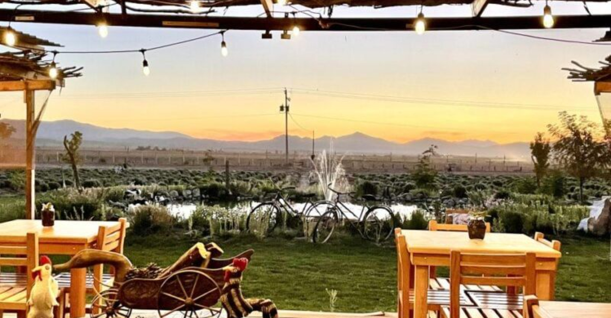 15メキシコのワインカントリージェム、バレドグアダルーペでの必見と味覚体験