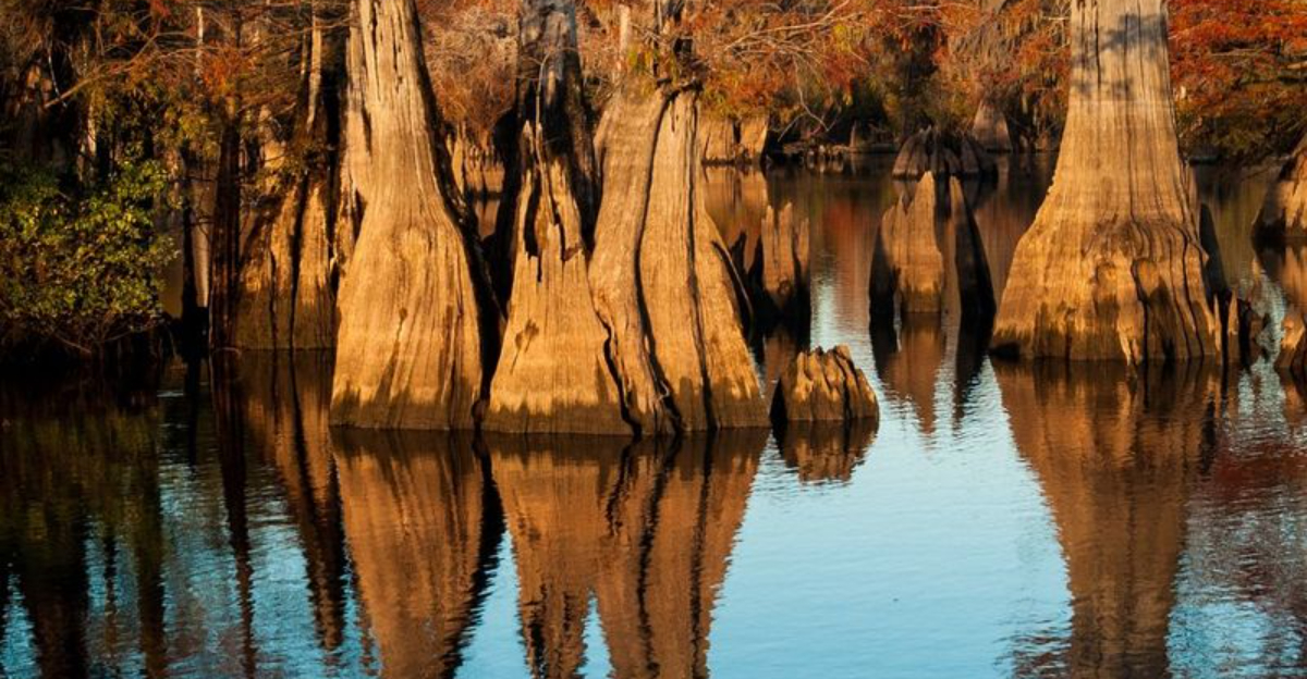 フロリダの忘れられた海岸15自然愛好家のための息をのむような停留所