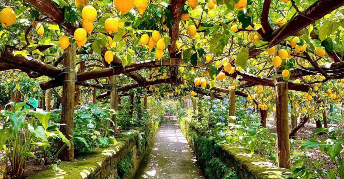 観光客が地元のようにアマルフィ海岸を体験するためにすべき9つのことがあります