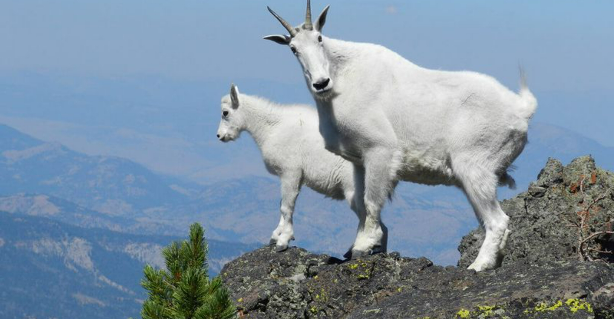 私は氷河国立公園の近くで育ちました。そこで時間を過ごした後、この地域でこれらの8つの隠された宝石をチェックしてください