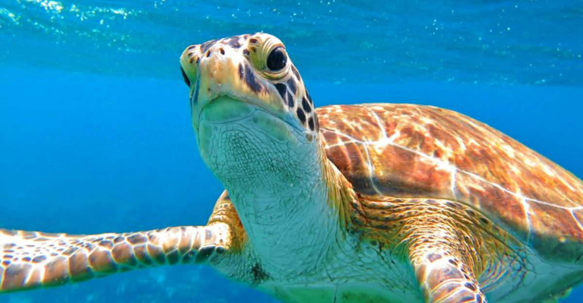 シュノーケリングの驚き:スキップするために + 5を探索する価値のある10の過小評価されている島