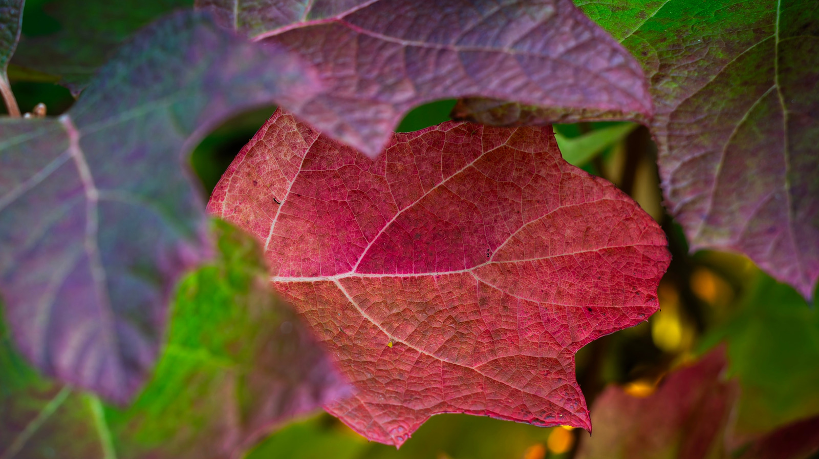 庭を見事な紅葉で彩る美しいアジサイの品種