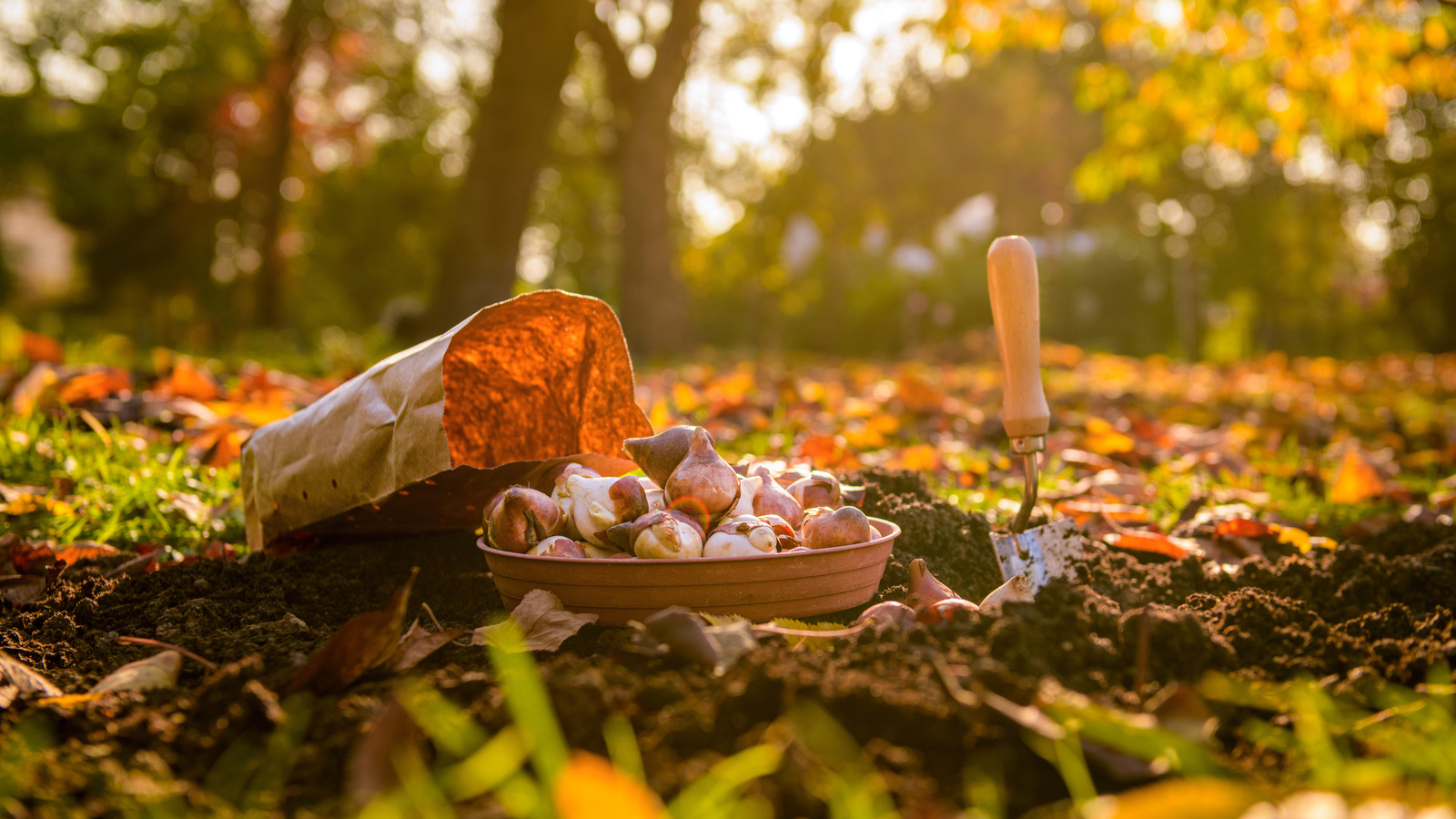 初秋に植えられたときに繁栄する美しい多年生の地面のカバー