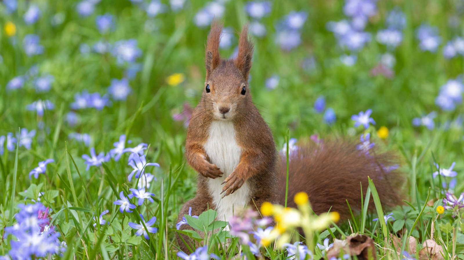 リスから植物を保護する安価で効果的な庭園の定番