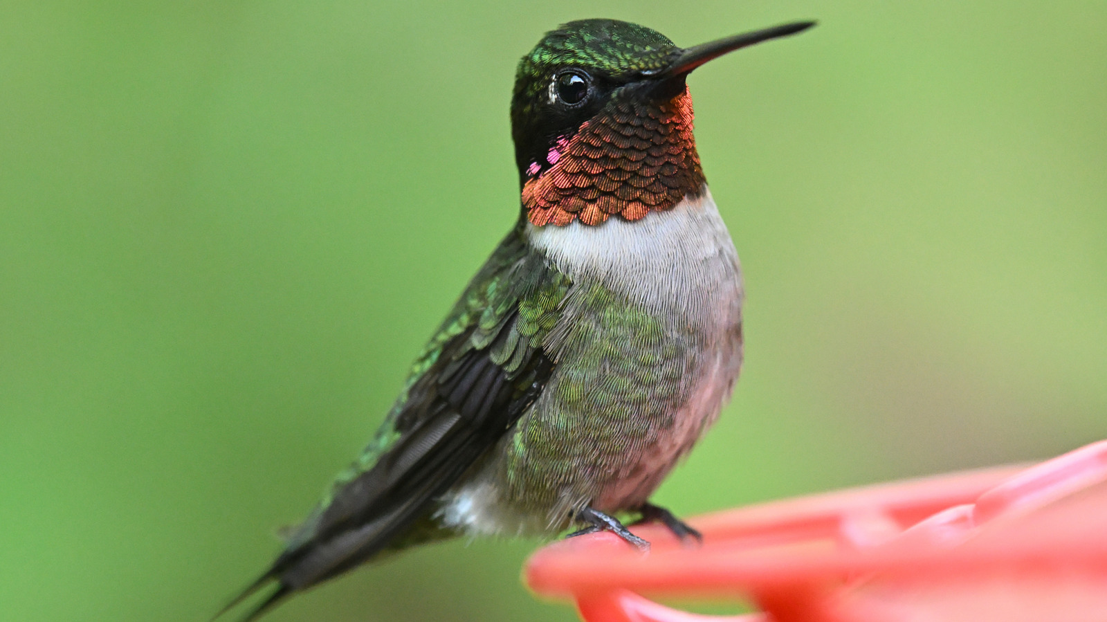 信じるのをやめるべきよくあるハチドリの蜜の神話