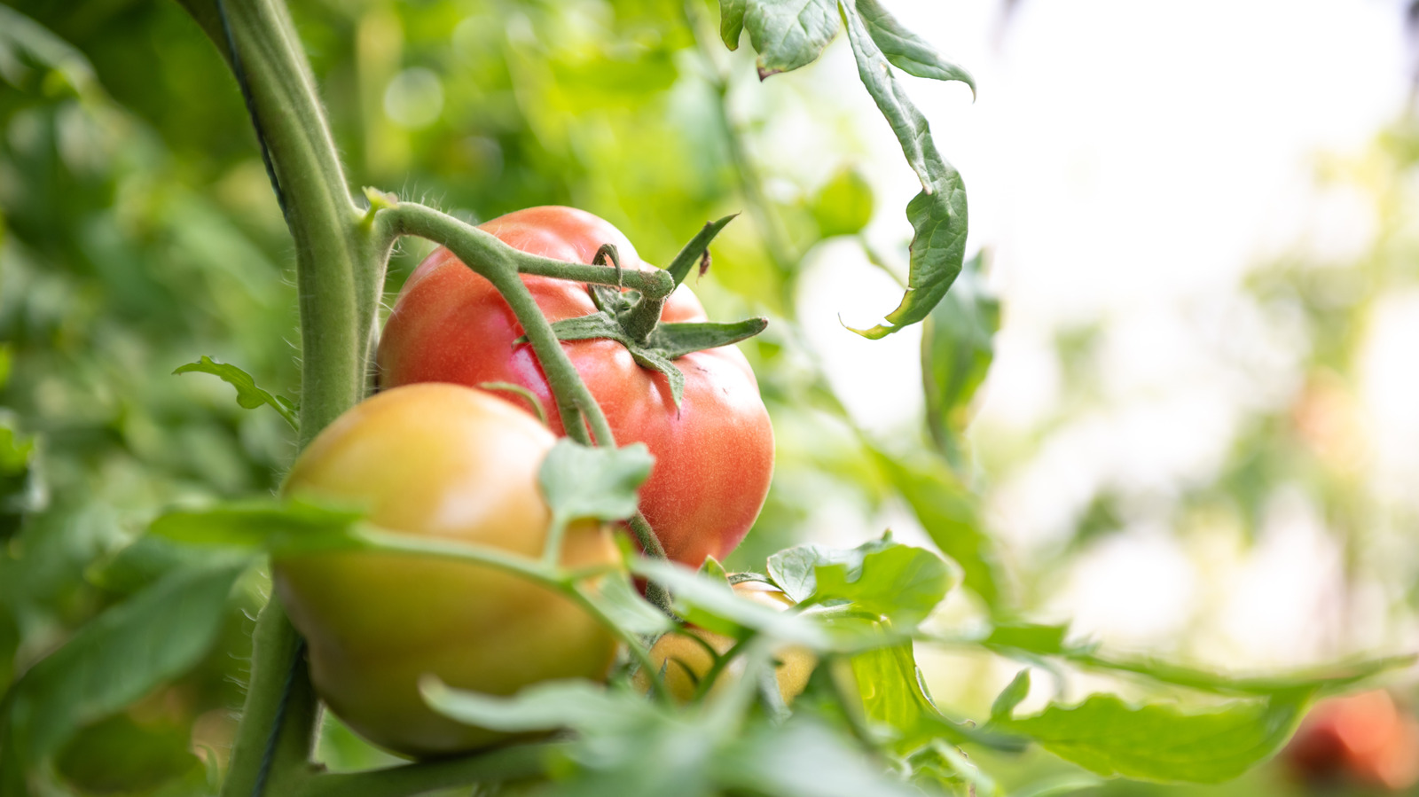 トマト畑を素早く変えることができる費用対効果の高い方法