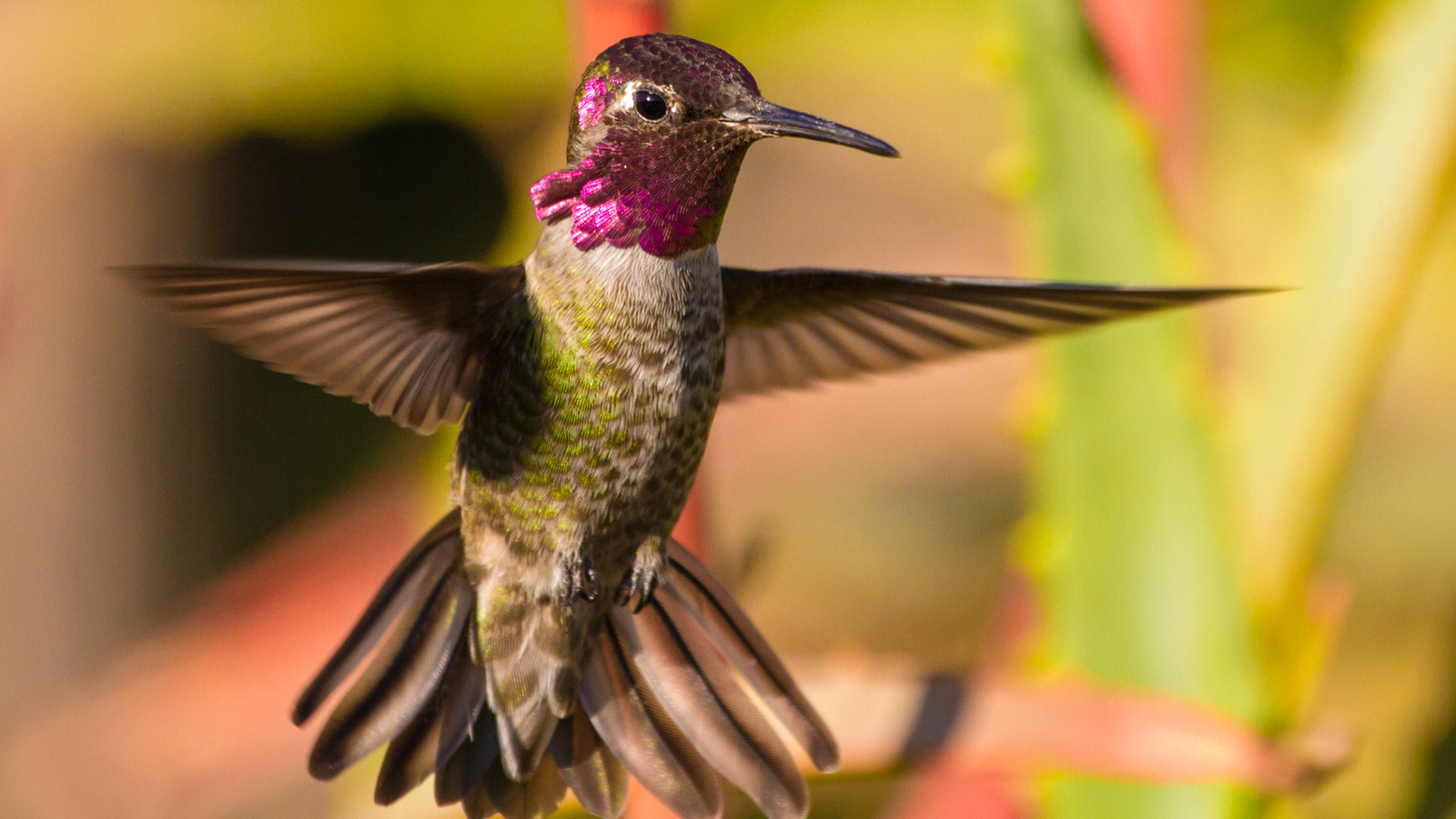 ハチドリがあなたの庭に集まっている干ばつ耐性の地面カバー